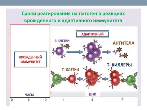 Врожденный иммунитет