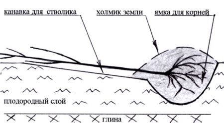 Выбор лучшего срока посадки