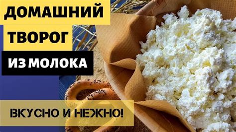 Выбор молочного продукта для приготовления домашнего творога