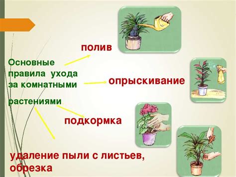 Выбор момента и уход за растениями