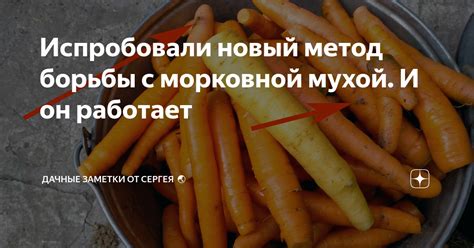 Выбор морковной ботвы