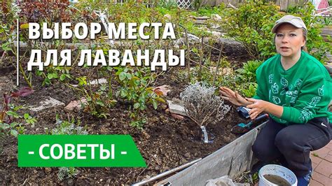 Выбор подходящего места для посадки саженца