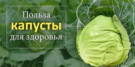 Выбор подходящих сортов капусты и свеклы