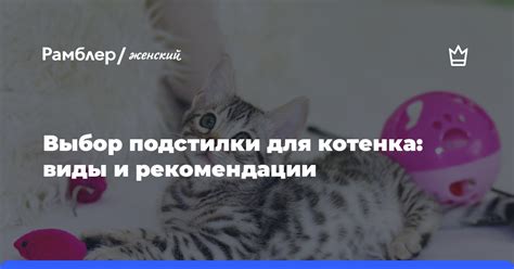 Выбор правильной смеси для котенка