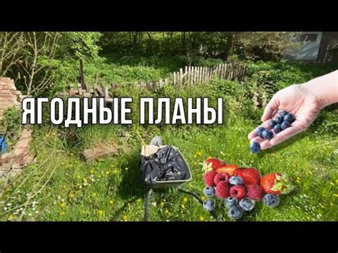 Выбор ягод для наливки