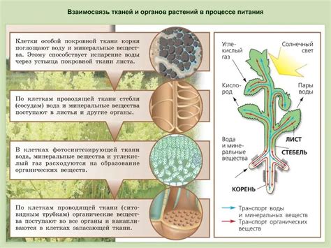 Выделение питательных веществ