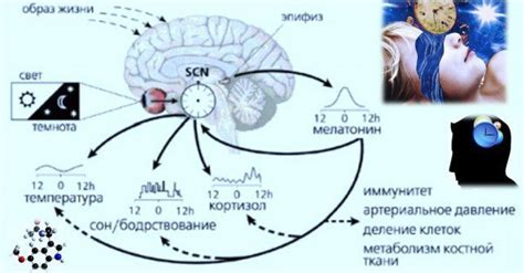 Выработка мелатонина