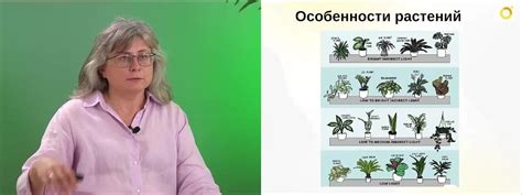 Выращивание растений на подоконнике: польза и возможности