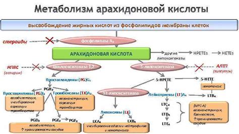 Высвобождение жирных кислот