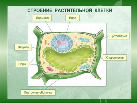 В жизнедеятельности клеток растений