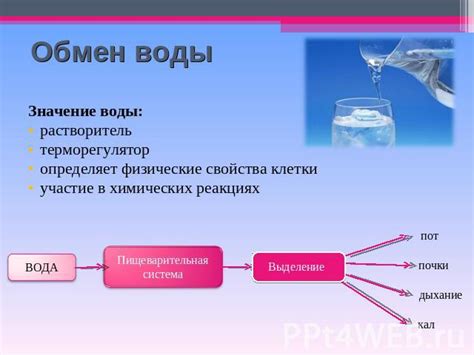 Газированная вода и обмен веществ