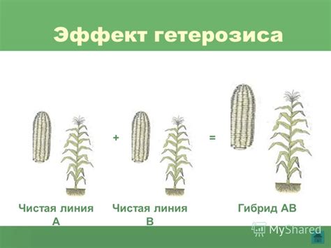 Генетика гетерозиса в растениях