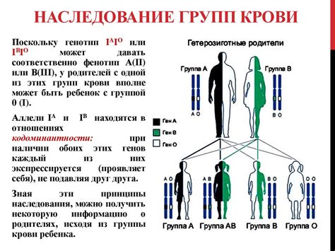 Генетика и наследование резус-факторов