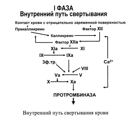 Генетические аномалии фактора 7 в связи с процессом свертывания крови