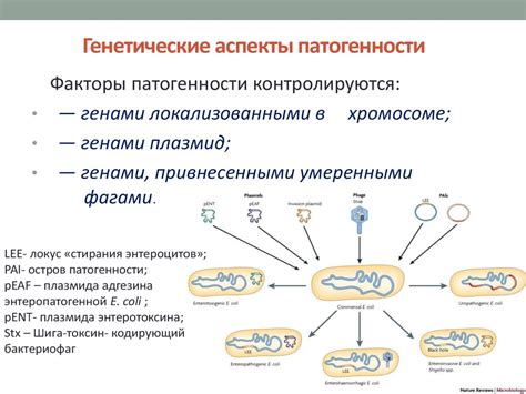 Генетические аспекты выведения несушек