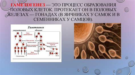 Генетические механизмы полового размножения