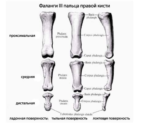 Генетические механизмы формирования костей пальцев