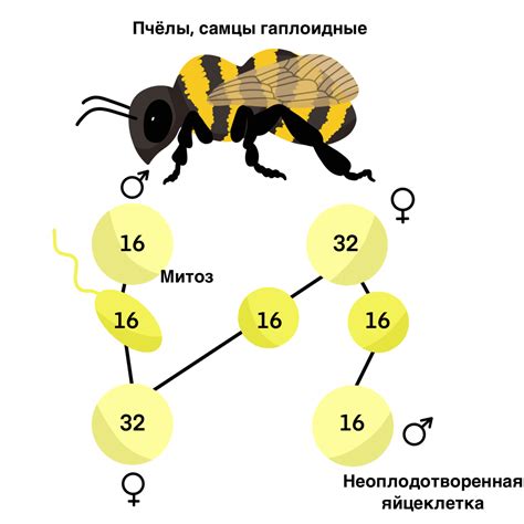 Генетические механизмы формирования стабильных микросателлитов