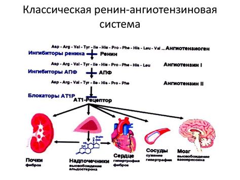 Генетические факторы и патологии