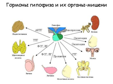 Генетический аспект и влияние гормонов