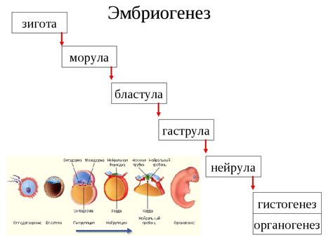 Генетический механизм передачи эритемы многофакторный