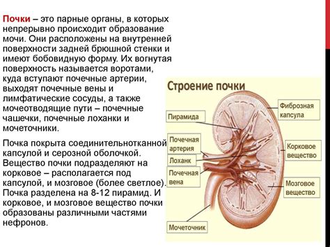 Гипертрофия почек: влияние на функцию выделительной системы