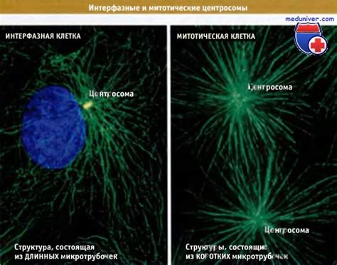 Гипотезы о функциональной значимости центриолей для высших растений