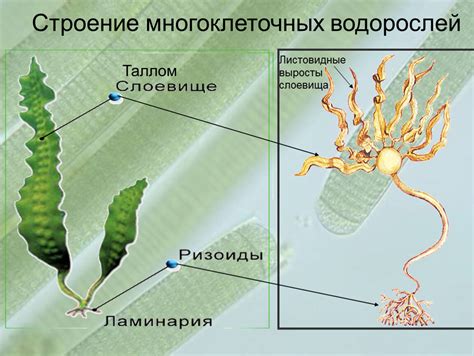 Главные органы тела водорослей и их функции