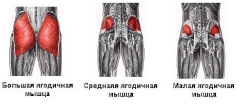 Главные принципы накачки ягодиц