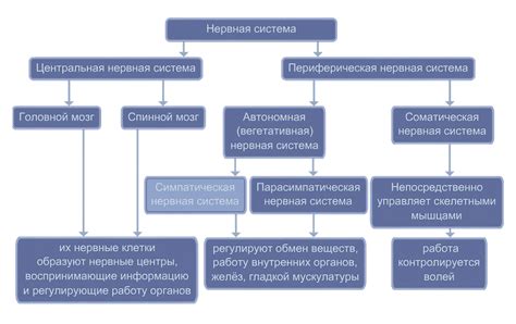 Главные цели ухудшения работы основной нервной системы у взрослых