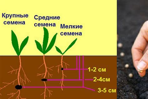 Глубина посадки семян уксусного дерева