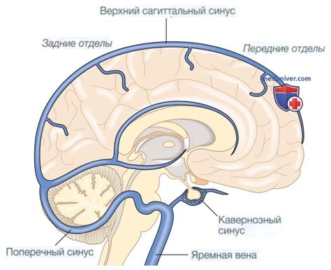 Головокружение как реакция на ухудшение кровоснабжения головного мозга