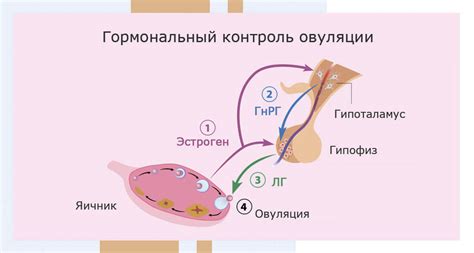 Гормональные изменения, влияющие на состояние организма в период холодов