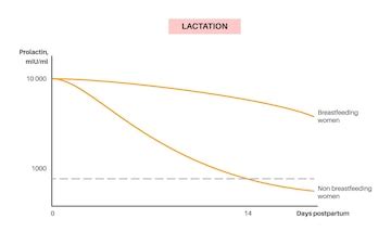 Гормональные изменения в период лактации