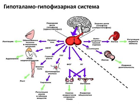 Гормональный фактор и его влияние