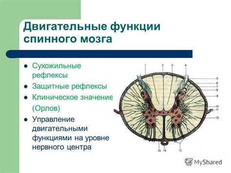 Двигательная функция