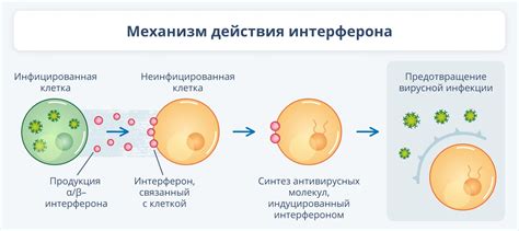 Действие и механизм