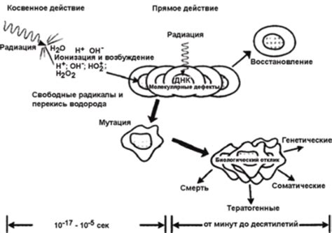 Действие тубуса на организм