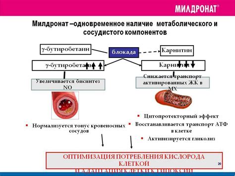 Действие L-карнитина на организм