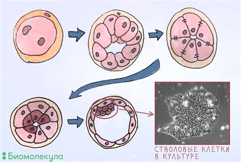 Деление клеток и образование бластоцисты
