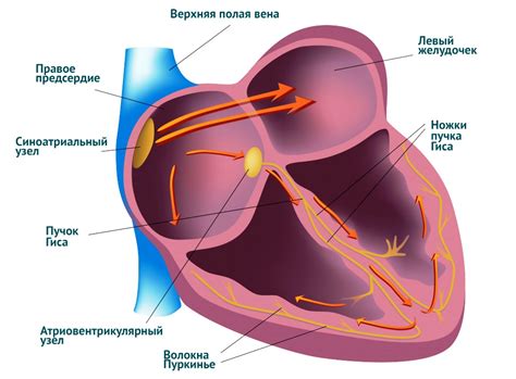 Диагностика нарушения внутрижелудочковой проводимости сердца