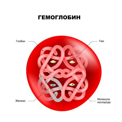 Диета и гемоглобин: взаимосвязь