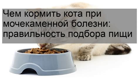 Диета при увеличенной почке кота