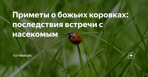 Добрые приметы и поверья о божьих коровках в древние времена