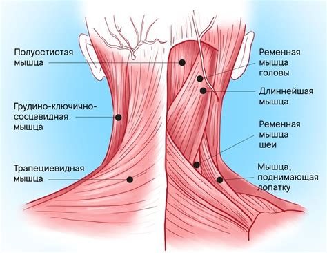 Долгое пребывание в неподвижности приводит к напряжению мышц шеи слева