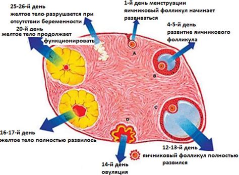 Дополнительные методы выявления возможных фолликулов в яичниках