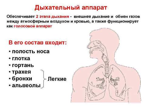 Дыхание: связь между очисткой после бани и улучшением функций дыхательной системы