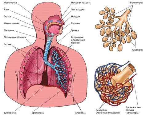 Дыхательная система: важность дыхания и функция легких