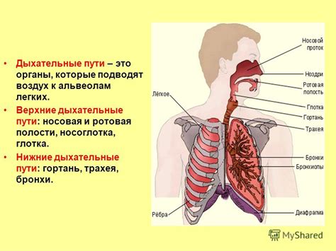 Дыхательные пути и их строение