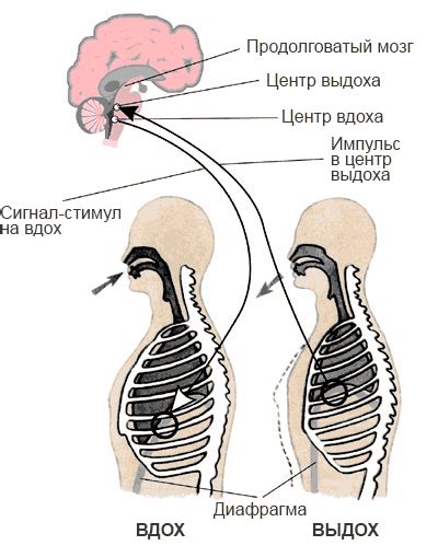 Дыхательный процесс клеток: механизмы и роль в обмене веществ